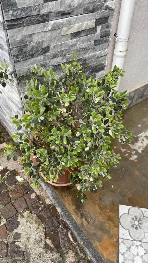 فيلا Casa Vacanze Antico Cortile Delle Palme Villagrazia Di Carini المظهر الخارجي الصورة